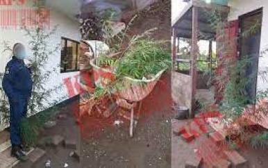 Politie Calcutta houdt Marihuanateler aan