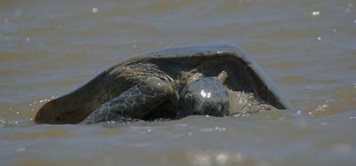 Wereld Zeeschilpaddendag