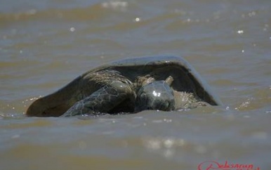 Wereld Zeeschilpaddendag