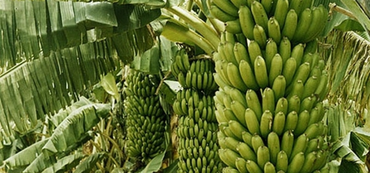 LVV WIL UITBREIDING EXPORT BANANEN