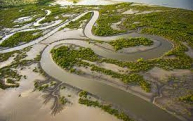 Duizenden hectare herstelde mangroven in Senegal