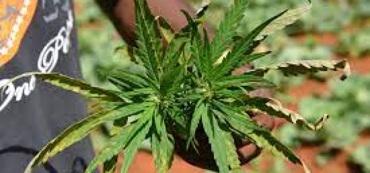 Saint Lucia dichterbij decriminalisering marihuana