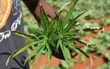 Saint Lucia dichterbij decriminalisering marihuana