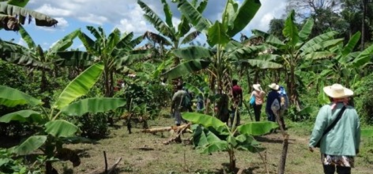 Suriname moet weer agrarisch land worden