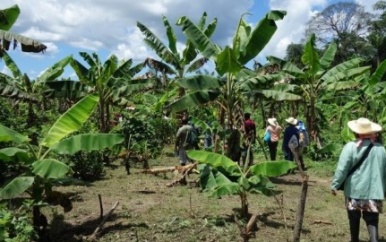 Suriname moet weer agrarisch land worden