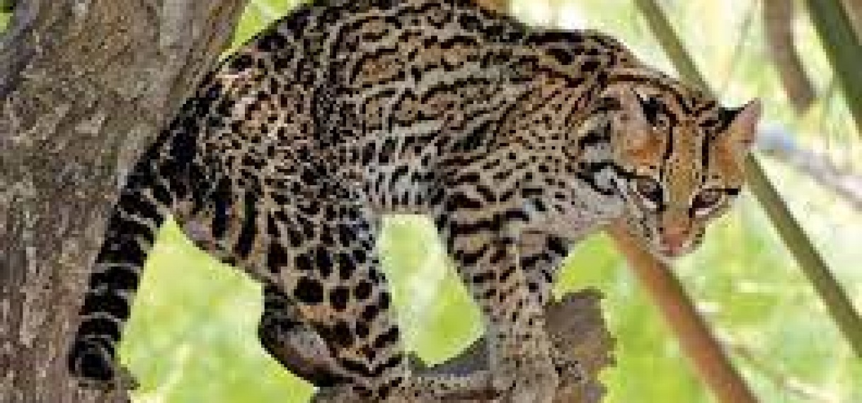 Tigrikati gespot in de omgeving van kwatta