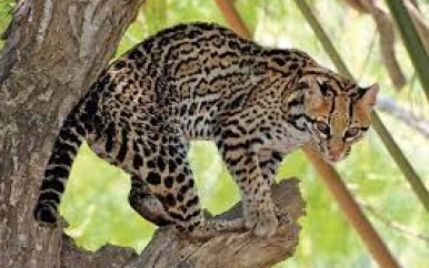 Tigrikati gespot in de omgeving van kwatta
