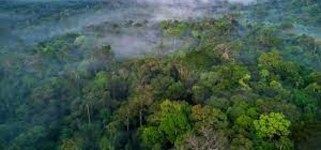 ONTBOSSING AMAZONE IN EEN JAAR GESTEGEN