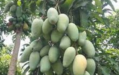 Op korte termijn wederom manja-export vanuit Suriname