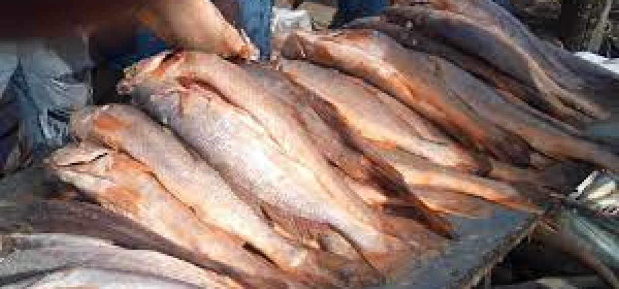 Overbevissing en illegale visserij vormt dreiging voor vissoorten Surinaamse wateren