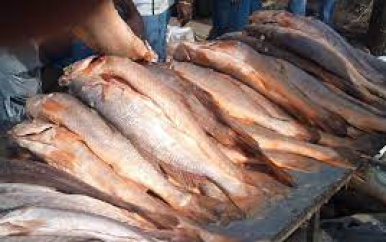 Overbevissing en illegale visserij vormt dreiging voor vissoorten Surinaamse wateren