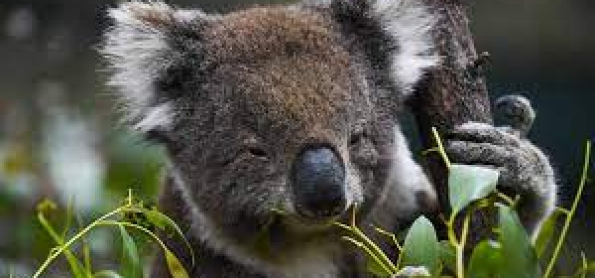 Koala’s officieel bedreigde diersoort in Australië