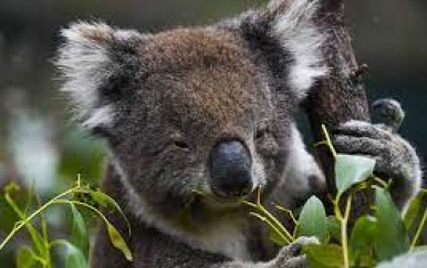 Koala’s officieel bedreigde diersoort in Australië