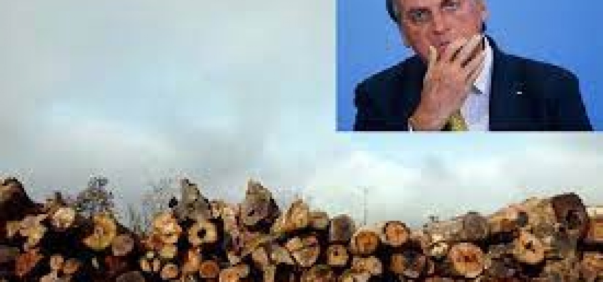 Brazilië: Nieuw record ontbossing Amazonewoud