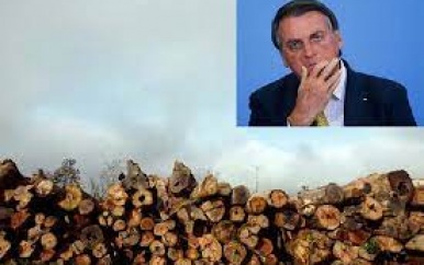 Brazilië: Nieuw record ontbossing Amazonewoud