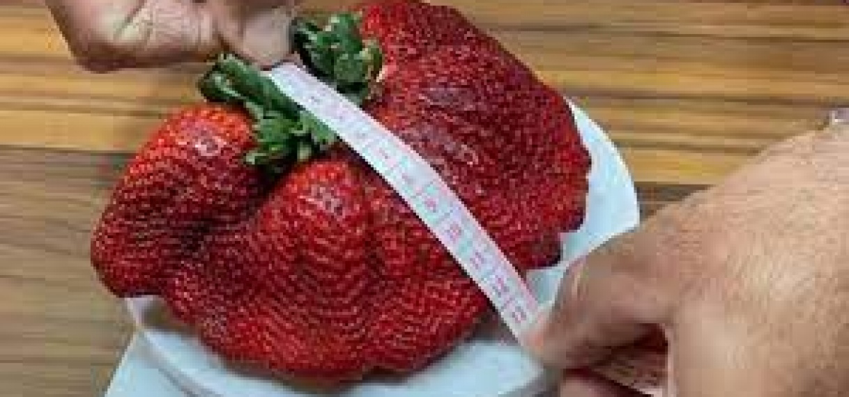 Israëliër teelt grootste aardbei ooit: bijna 300 gram