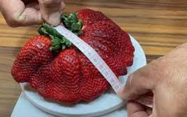 Israëliër teelt grootste aardbei ooit: bijna 300 gram