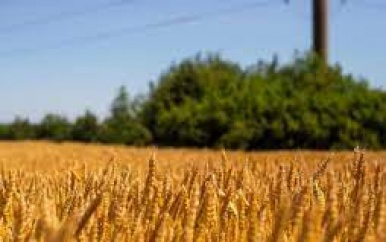 Oekraïense graanoogst voldoende voor eigen brood, exportgraan wel duurder