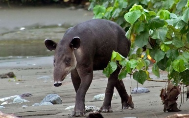 Wereld Tapir dag