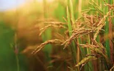 Investeringen productie en agrarische sector vergroot