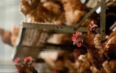 Vogelgriep bij pluimveebedrijf in Barneveld, tienduizenden kippen geruimd