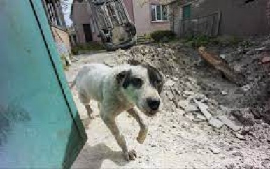 Oekraïner en hond lopen vanuit Mariupol 225 kilometer naar veilig gebied