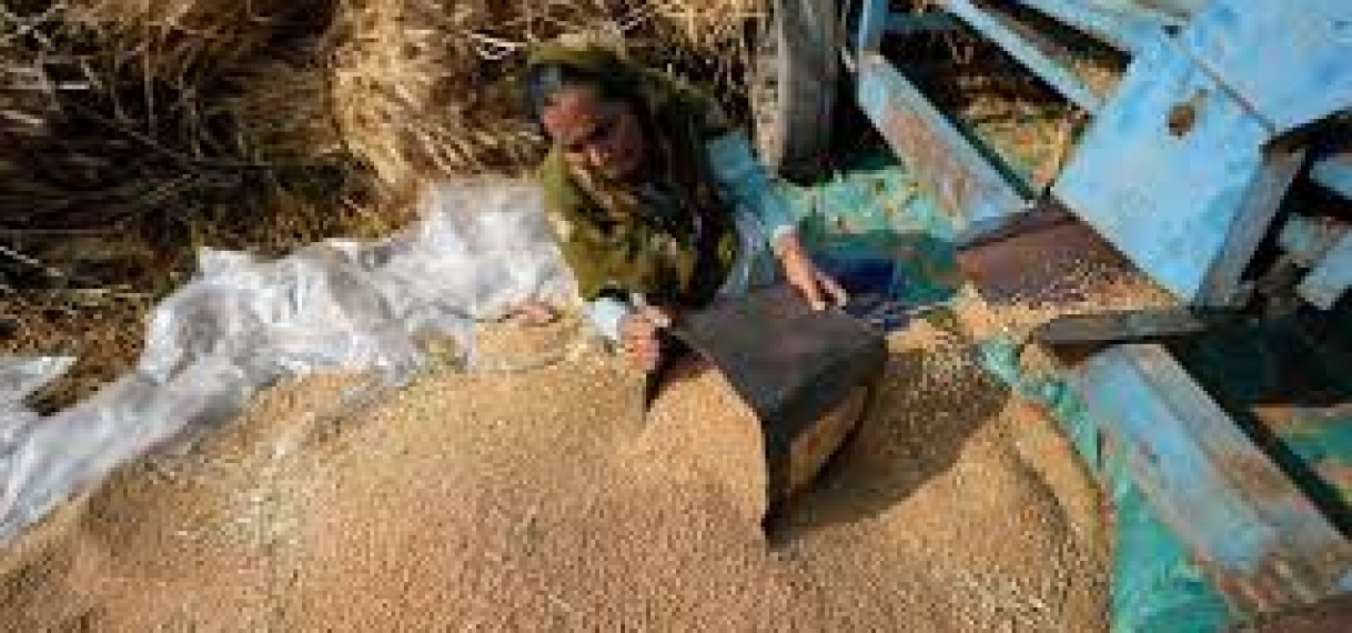 India verbiedt export van tarwe, mogelijk invloed op wereldwijde tarweprijs