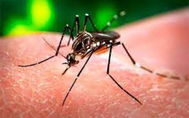 Suriname gaat voor eliminatie malaria