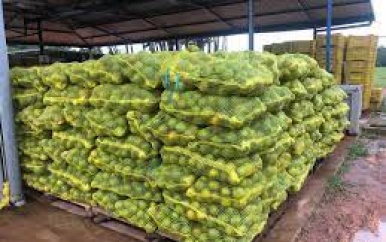 N.V. Goliath kan geen fruit vervoeren naar Paramaribo