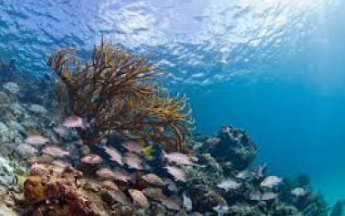 9 landen van de America’s willen oceanen beschermen