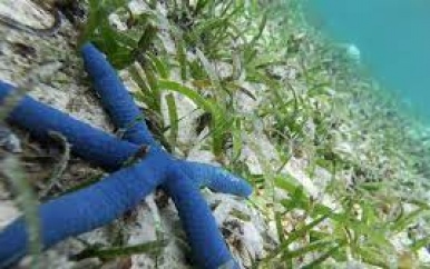 Een plant van 180 kilometer lang: de grootste ter wereld?