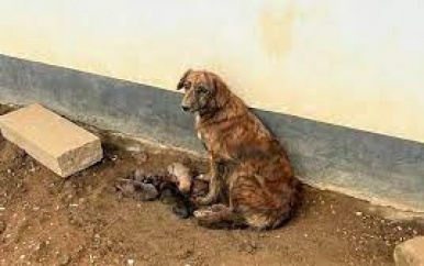 Caribbean Spay Neuter voert sterilisatieproject uit voor straathonden