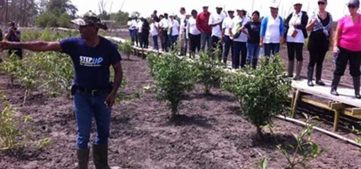 Aanplant mangrovebomen belangrijk