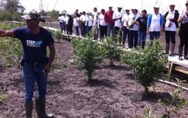 Aanplant mangrovebomen belangrijk