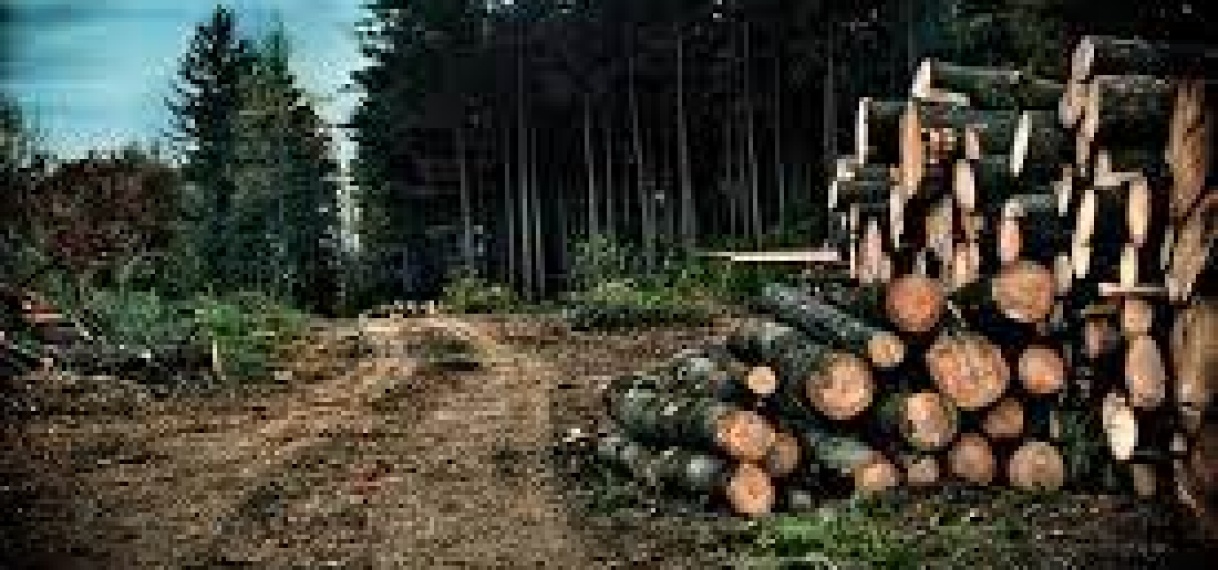 OM benadrukt: Illegale houtkap is verboden – Door GBB-minister verleend ‘generaal pardon’ is in strijd met wet