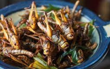 Wetenschappers vermoeden dat insecten in staat zijn om pijn te voelen