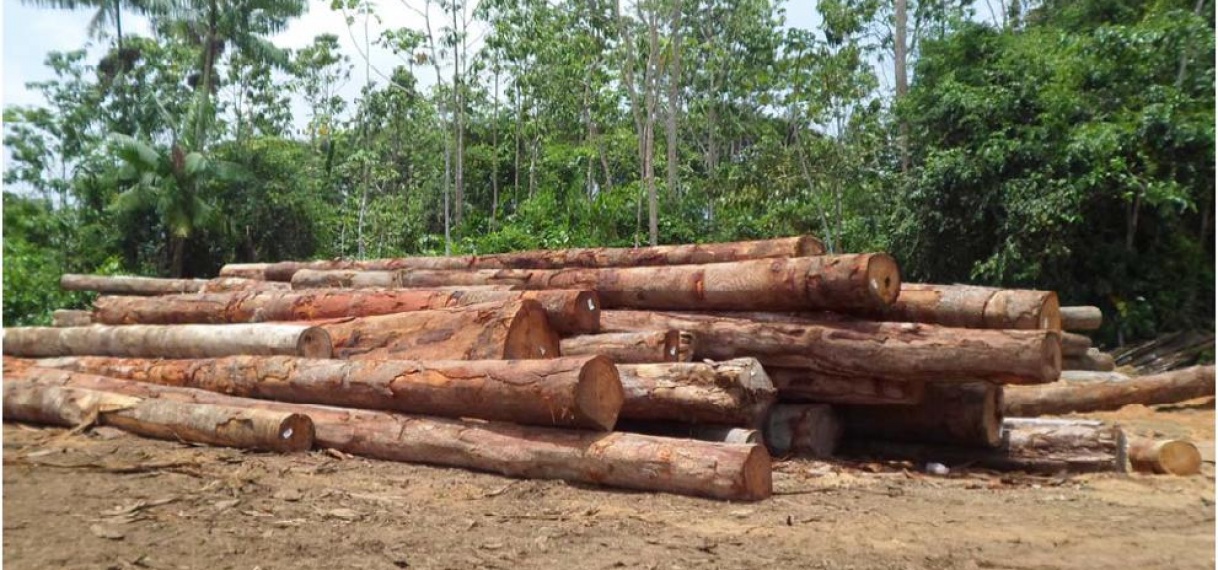 Verwerking van rondhout in Suriname zal inkomsten vergroten