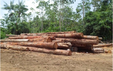 Verwerking van rondhout in Suriname zal inkomsten vergroten