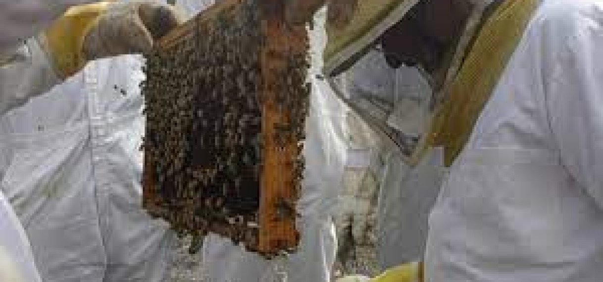 Jongeren in Coronie krijgen informatie over bijenteelt, veeteelt en landbouwtechnieken