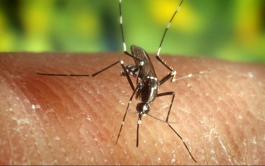 Geen malaria transmissie in Suriname