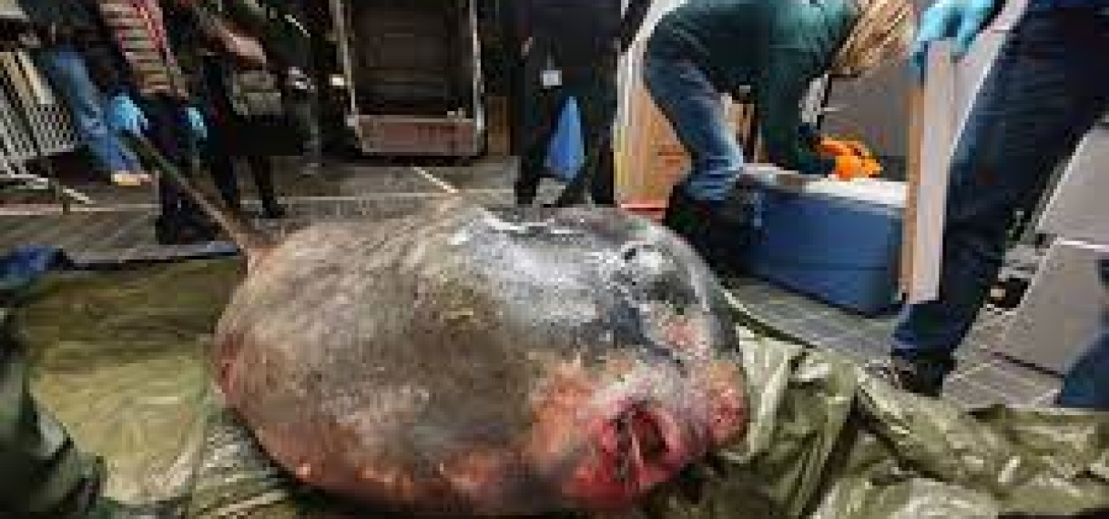Aangespoelde maanvis van 400 kilo wordt opgezet in Naturalis in Leiden