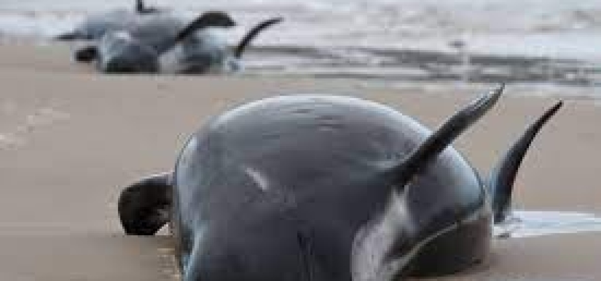 230 walvissen gestrand op Tasmanië, reddingsoperatie gestart