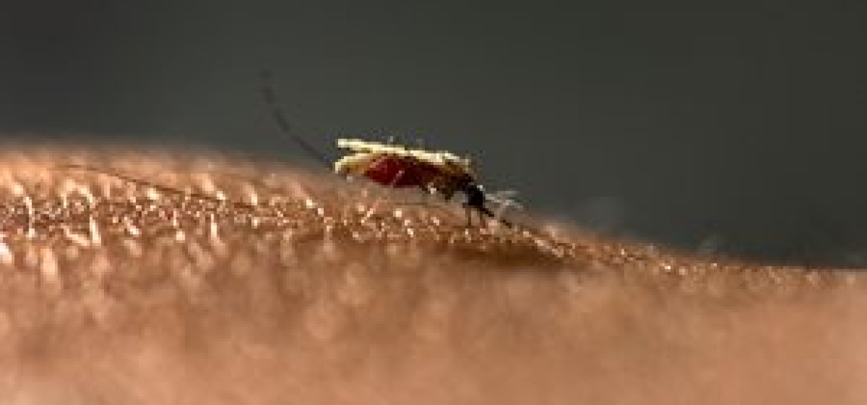 Effectiever vaccin tegen malaria ontwikkeld