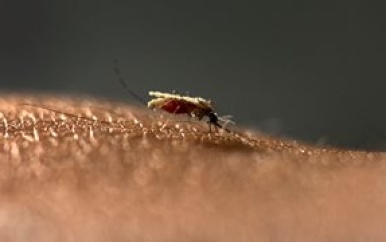 Effectiever vaccin tegen malaria ontwikkeld