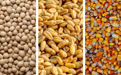 Voorbereidingen voor aanplant in het binnenland