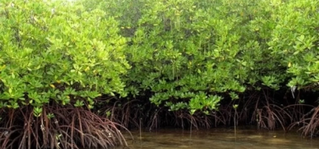 Suriname krijgt Mangrovefonds