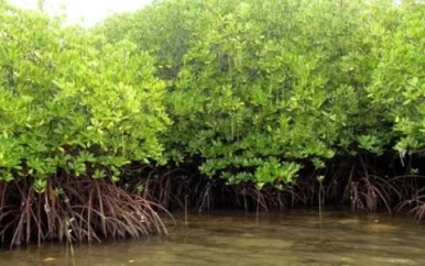 Suriname krijgt Mangrovefonds