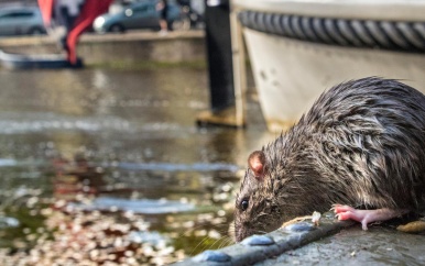 Rattenplaag in Amsterdam