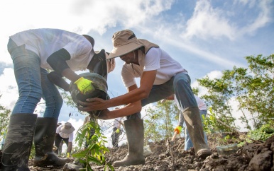 Surinaamse Brouwerij committeert zich verder aan Mangrove project