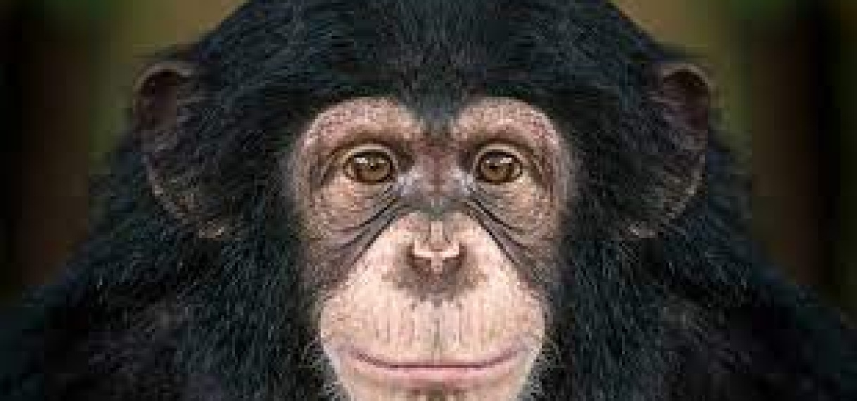 ‘Chimpnapping’: twee ton losgeld geëist voor ontvoerde babychimpansees